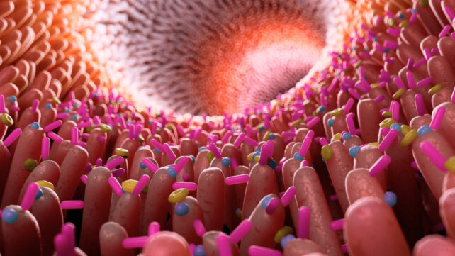 3d render illustration of the gut with microbes