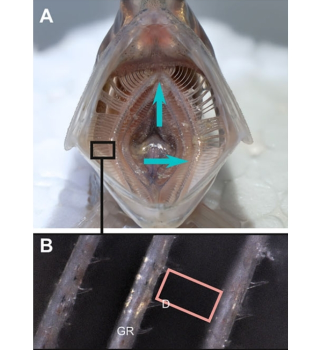 gills of an anchovy
