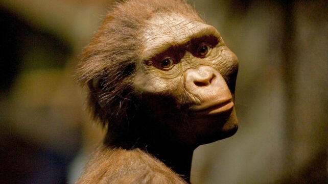 'Lucy' Was Neighbors With an Even Older Human Ancestor, Fossils Reveal