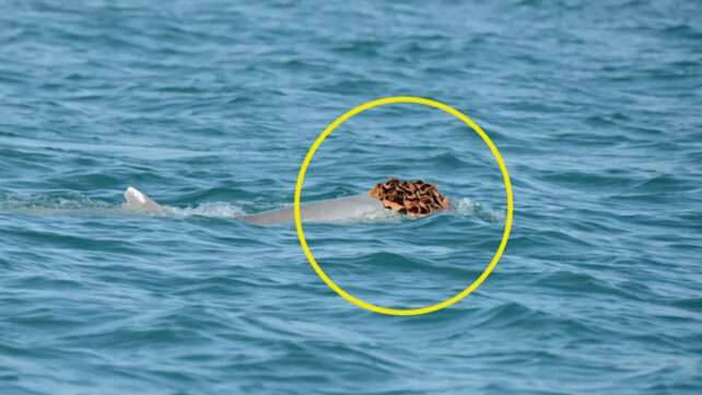 Dolphins Spotted Wearing Sea Sponge Hats to Try to Woo The Ladies