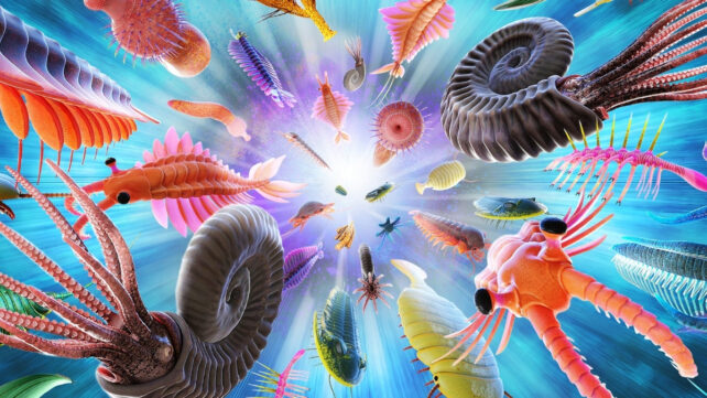 cambrian explosion illustration