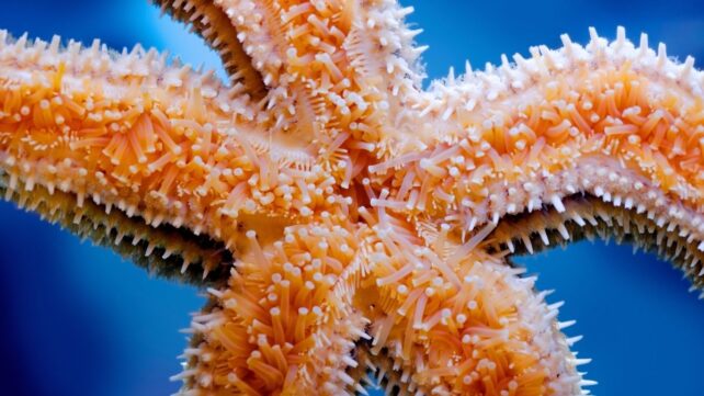 underside of a common starfish, showing its many pale orange tube feet, on a blue background