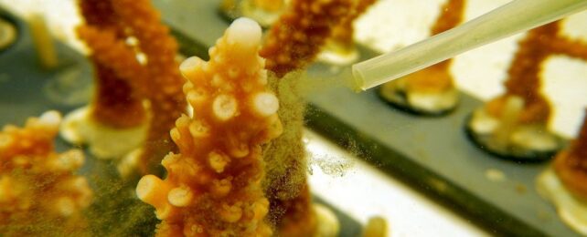 World Oceans Day: Scientists Freeze Coral to Save The Great Barrier Reef