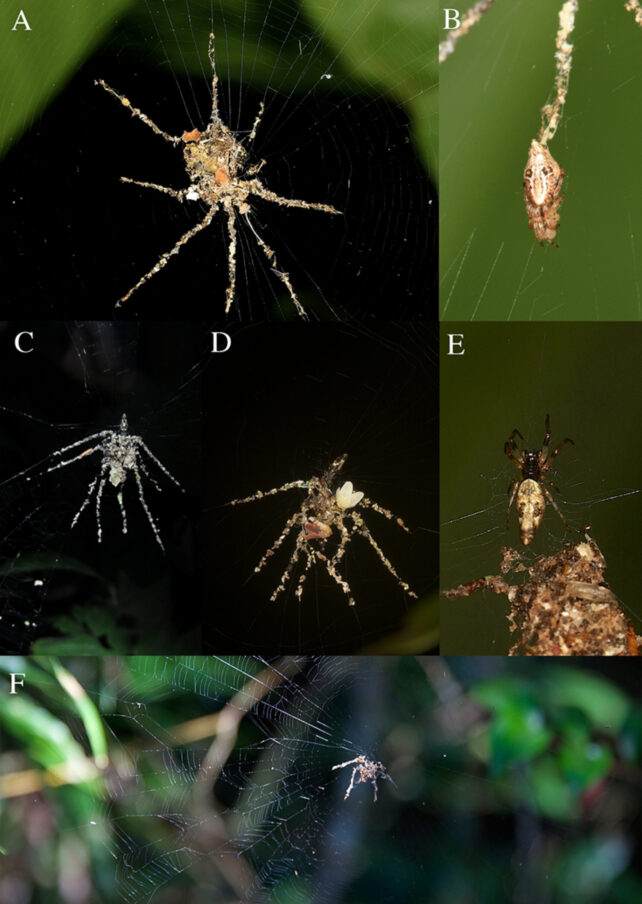 Decoy building spiders and their creations
