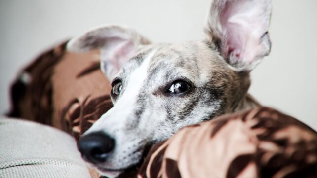 Gifted Dogs Learn New Toy Names by Eavesdropping on Their Humans
