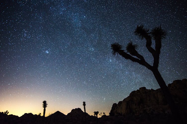 A Joshua tree silhouetted against a starry night sky, with orange glow from artificial lights on the horizon.