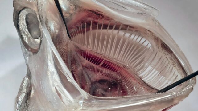 'Fish Mouth' Filter Removes 99% of Microplastics From Laundry Waste
