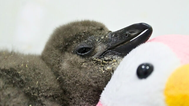 62,000 Penguins Starved to Death Off South Africa's Coast Last Decade. Here's Why.