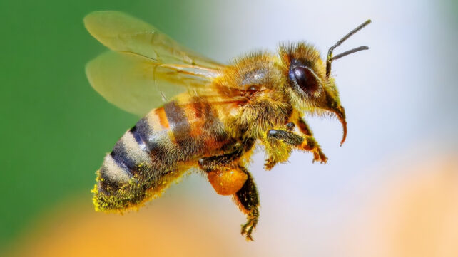 bee on a green and yellow background