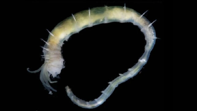 worm discovered in gas hydrate sediment