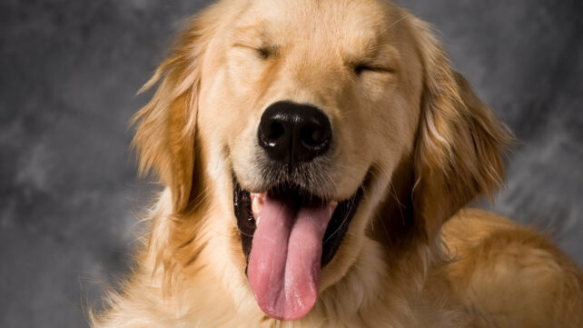 happy dog