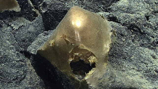 A gold egg-shaped object on the seafloor
