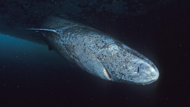 World's Longest-Living Sharks May Hold Clues to Preserving Vision For Life