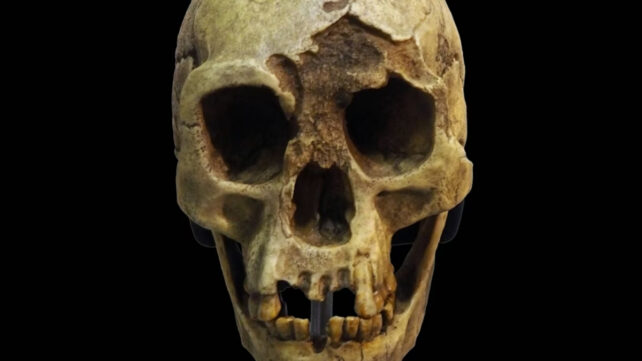 hobbit skull on black background