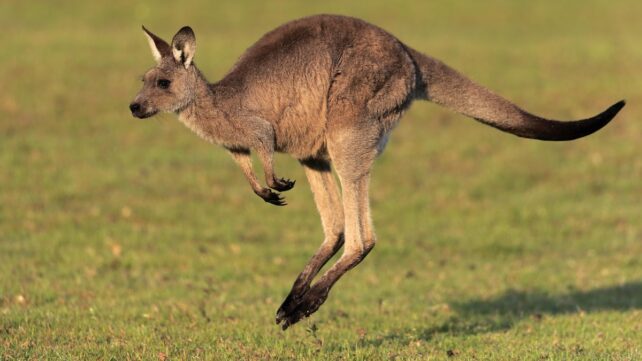 Giant Kangaroo Fossils Reveal a Surprise About How They Moved