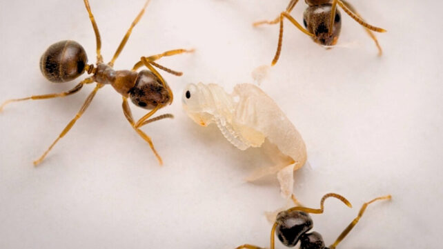 adult ants surrounding a pupa