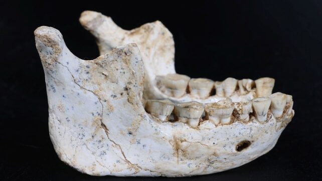 Moroccan Cave Fossils Capture a Crossroads in Modern Human Evolution