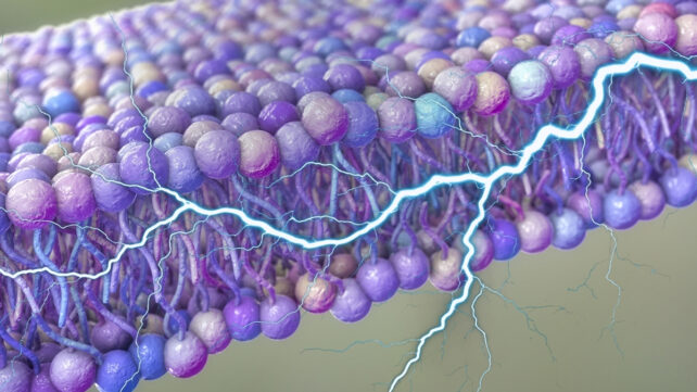 membrane and electrical current