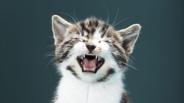 Kitten meowing