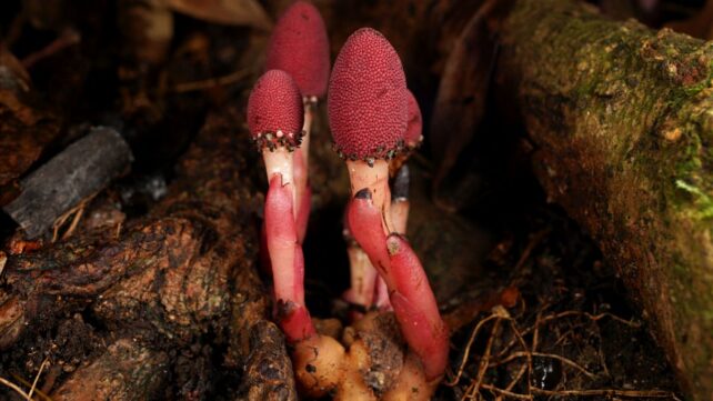 This Bizarre Parasitic 'Mushroom' Plant Quit Photosynthesis – And It's Thriving