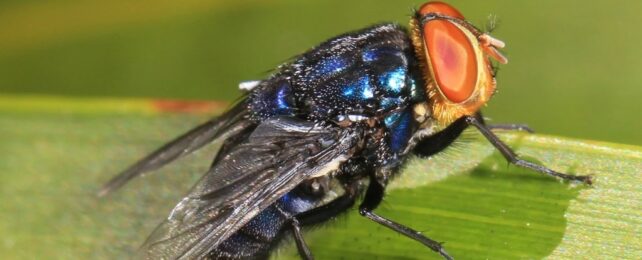 screwworm fly