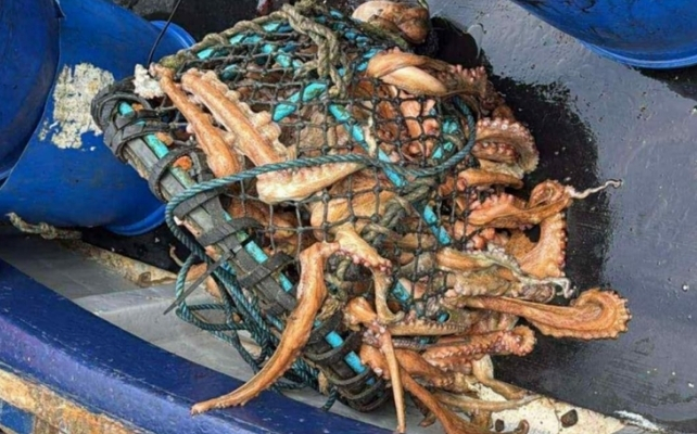 octopus in a net