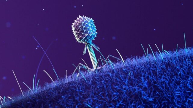 a 3d digital graphic depicting a phage standing on the vast and hairy-looking surface of a bacteria