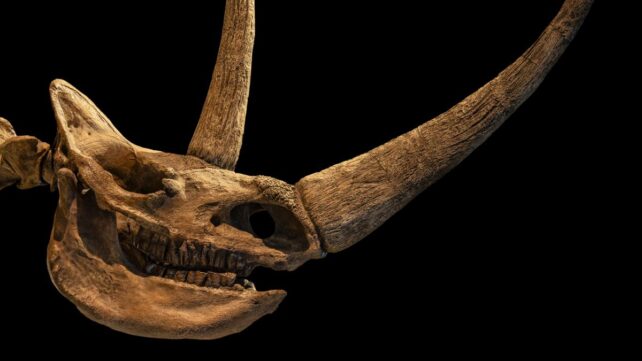 An Ancient Wolf Cub's Last Meal Just Rewrote The Woolly Rhino Extinction Story