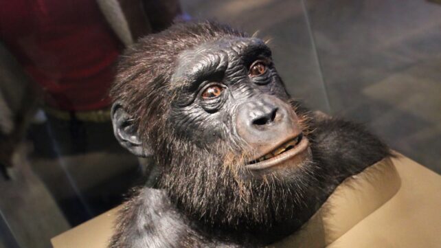 Controversial Ancestor Found to Have Done Something Eerily Human