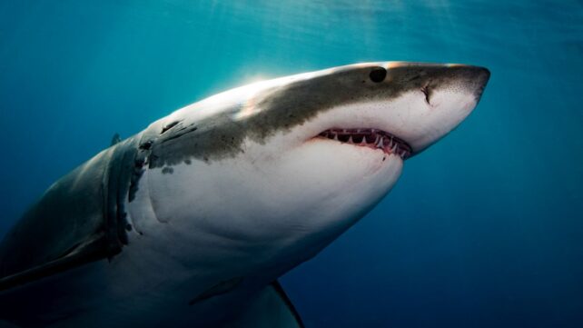 There's One Predator in The Ocean Instilling Terror in Great White Sharks