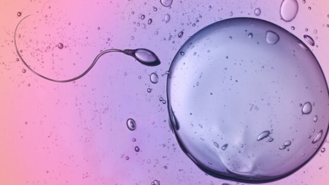 sperm