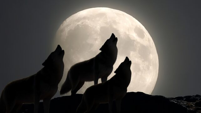 Three silhouetted wolves howling at a huge, bright moon
