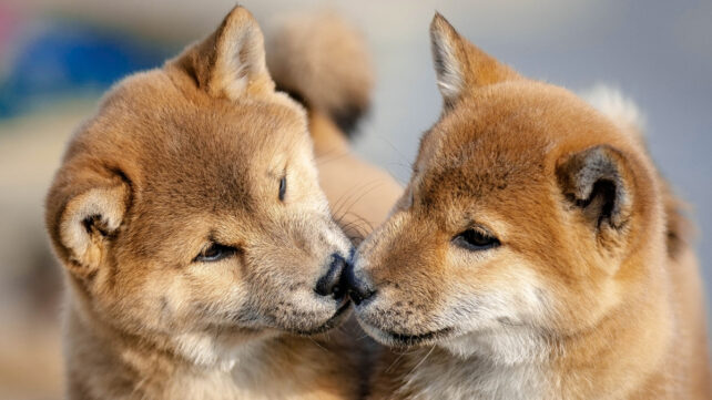 Close image of two puppies sniffing each other's noses