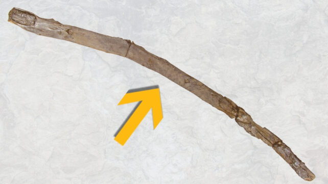 stick with a yellow arrow