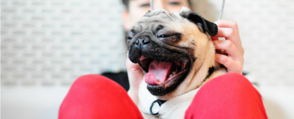 The bigger your brain, the longer you yawn, say scientists